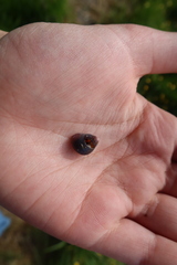 Cantharidus capillaceus