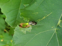 Zygogramma piceicollis