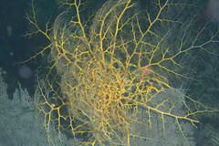 Astrophyton muricatum