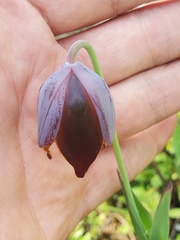 Calochortus purpureus
