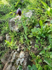 Calochortus purpureus
