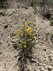 Lepidospartum squamatum