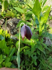 Calochortus purpureus