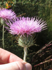 Cirsium occidentale