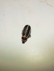 Eudiagogus episcopalis