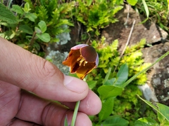 Calochortus purpureus