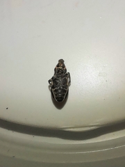 Eudiagogus episcopalis