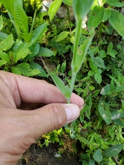 Calochortus purpureus
