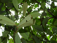 Theobroma subincanum
