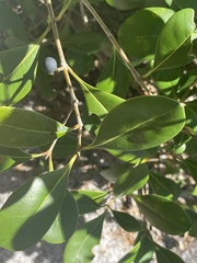 Cartrema americana