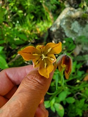 Calochortus purpureus