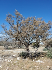 Quercus sinuata breviloba