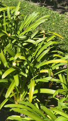 Agapanthus praecox