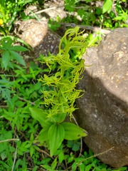 Habenaria novemfida