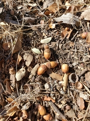 Quercus sinuata breviloba