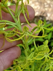 Habenaria novemfida