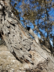 Quercus sinuata breviloba