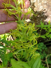 Habenaria novemfida