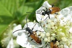 Pseudovadonia livida