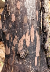 Hypoxylon rubiginosum