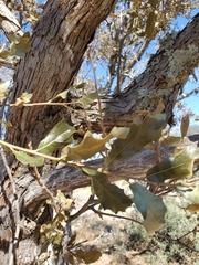 Quercus sinuata breviloba