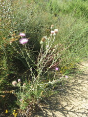 Cirsium occidentale