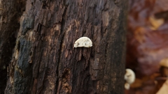 Perenniporia