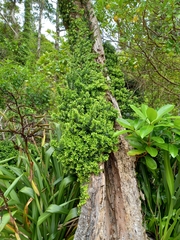 Metrosideros perforata