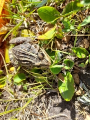 Leptodactylus luctator