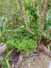 Metrosideros perforata