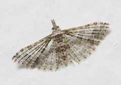 Alucita hexadactyla