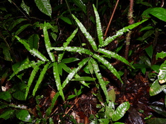 Trichomanes pinnatum