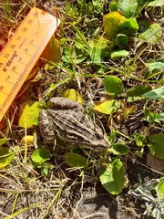 Leptodactylus luctator