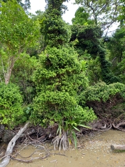 Metrosideros perforata