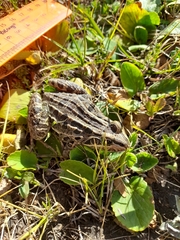 Leptodactylus luctator