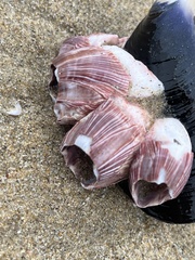 Megabalanus californicus