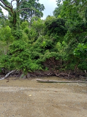 Metrosideros perforata