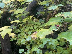 Rubus parviflorus