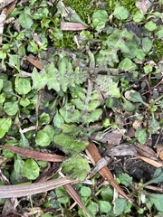 Youngia japonica