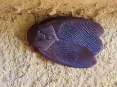 Polyphaga aegyptiaca