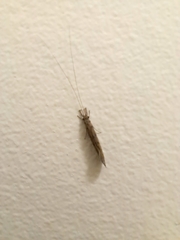 Triplectidinae