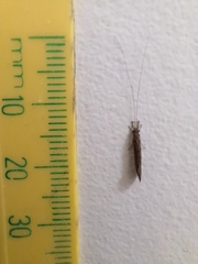 Triplectidinae