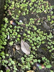 Dichondra carolinensis