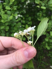 Crataegus chrysocarpa chrysocarpa