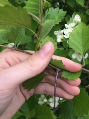 Crataegus chrysocarpa chrysocarpa