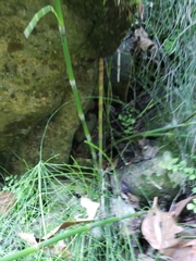 Equisetum myriochaetum
