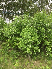 Crataegus chrysocarpa chrysocarpa