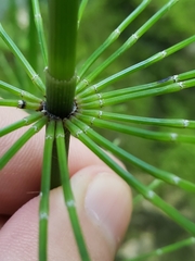 Equisetum myriochaetum