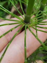 Equisetum myriochaetum