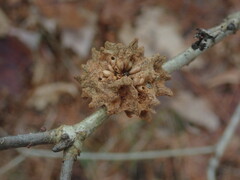 Callirhytis seminator
